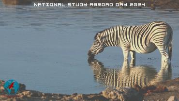 Zebra drinking water