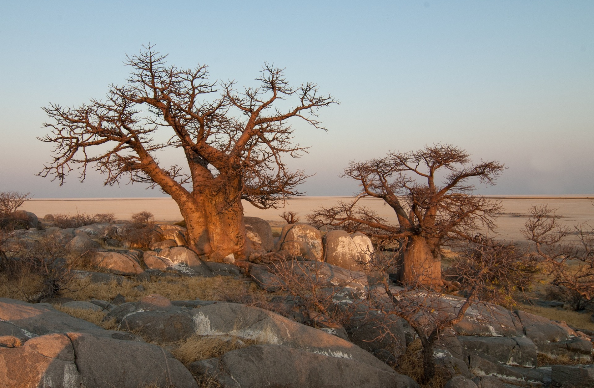 two large leafless trees with large stones surrounding them