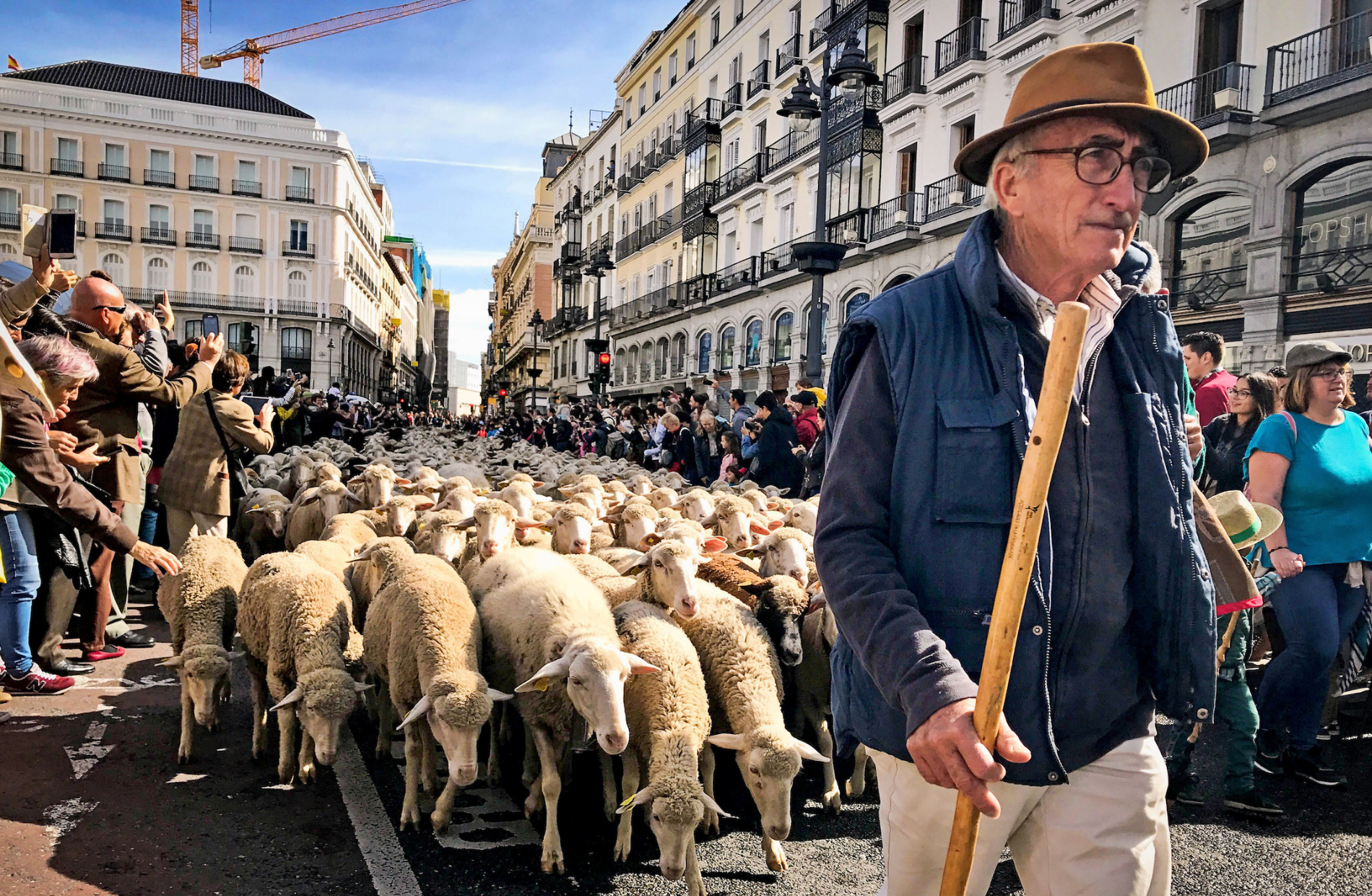 a man shepherding white sheep through a busy street lined with white buildings