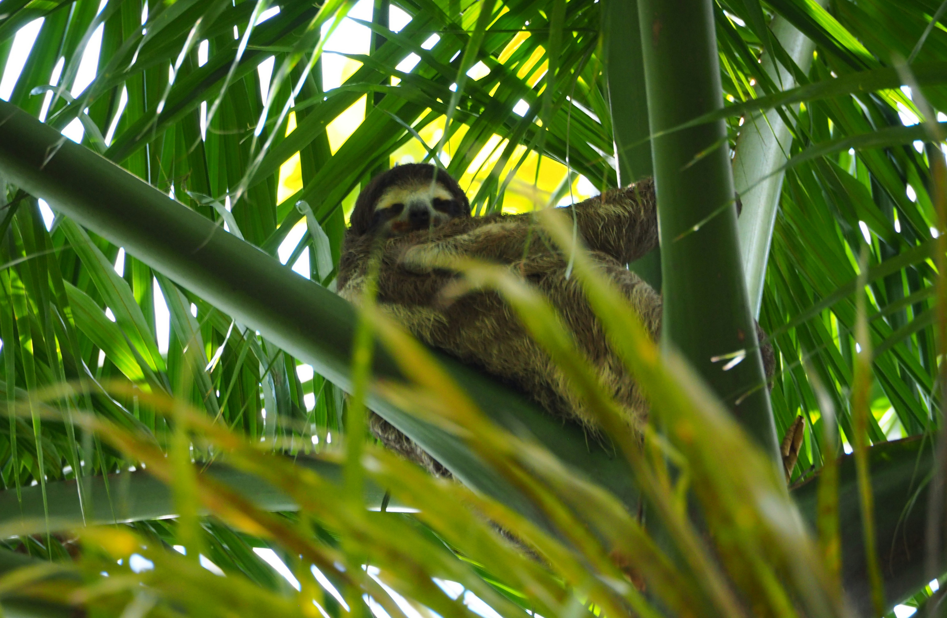 Sloth in a palm tree looking down