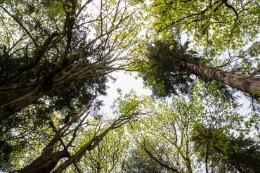 Upward perspective of tree canopy