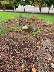 Flag-Pole-Rain-Garden-1