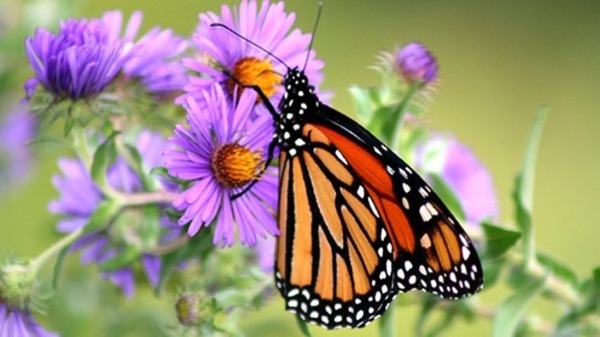 Monarch butterfly on a cluster of purple petaled flowers